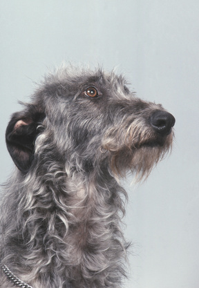 Image of a Deerhound